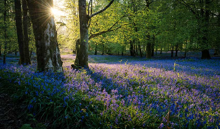 Bluebells